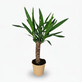 Yucca – Palmier de salon graphique et résistant - Verdeia