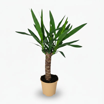 Yucca – Palmier de salon graphique et résistant - Verdeia