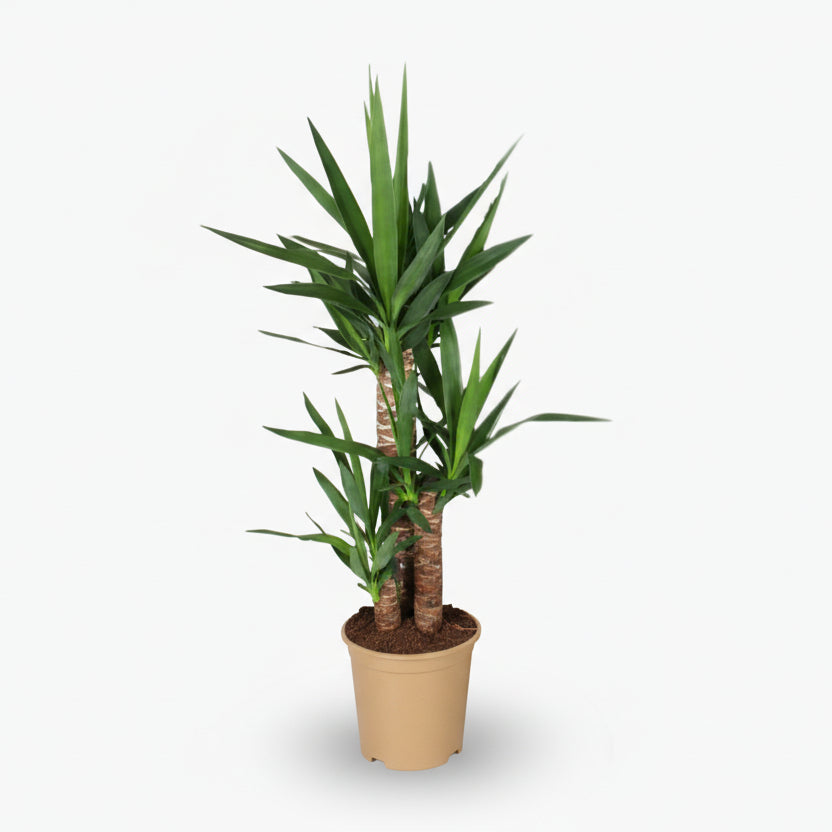 Yucca – Palmier de salon graphique et résistant - Verdeia