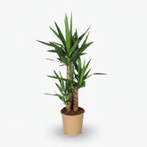 Yucca – Palmier de salon graphique et résistant - Verdeia