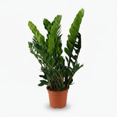 Zamioculcas - Plante ZZ - Verdeia