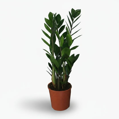 Zamioculcas - Plante ZZ - Verdeia